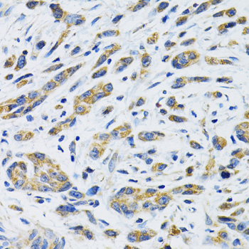 Immunohistochemistry - SLC16A4 Polyclonal Antibody 