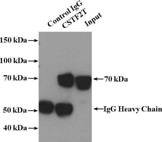 IP Result of anti-CSTF2T (IP:Catalog No:109618, 4ug; Detection:Catalog No:109618 1:1000) with mouse brain tissue lysate 5200ug.