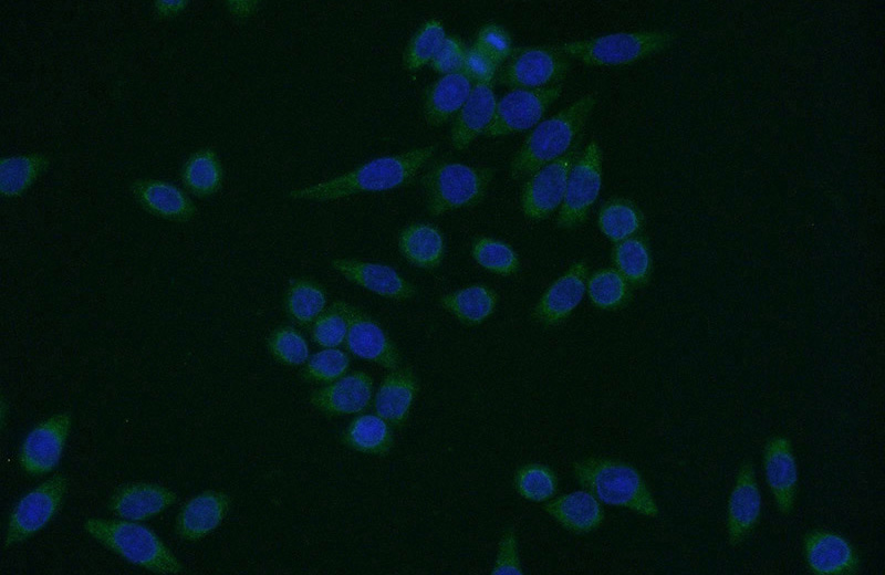 Immunofluorescent analysis of (-20oc Ethanol) fixed HeLa cells using Catalog No:110327(ENSA Antibody) at dilution of 1:50 and Alexa Fluor 488-congugated AffiniPure Goat Anti-Rabbit IgG(H+L)