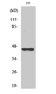 Fig1:; Western Blot analysis of various cells using BMP-8B Polyclonal Antibody diluted at 1: 2000