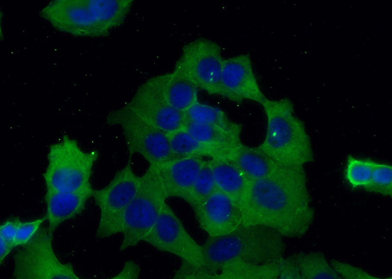 Immunofluorescent analysis of (-20oc Ethanol) fixed MCF-7 cells using Catalog No:107055(Annexin A2 Antibody) at dilution of 1:50 and Alexa Fluor 488-congugated AffiniPure Goat Anti-Mouse IgG(H+L)