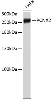 Western blot - PCNXL2 Polyclonal Antibody 