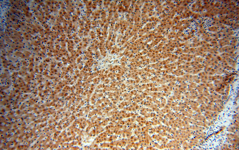 Immunohistochemical of paraffin-embedded human liver using Catalog No:114058(PON1 antibody) at dilution of 1:50 (under 10x lens)