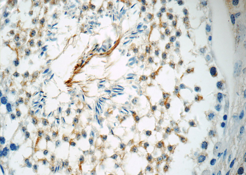 Immunohistochemistry of paraffin-embedded mouse testis tissue slide using Catalog No:114786(ROPN1L Antibody) at dilution of 1:50 (under 40x lens)