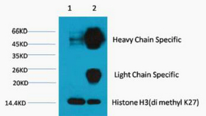 1) Input: Hela Cell Lysate 2) IP product: IP dilute 1:200