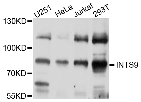 Western blot - INTS9 Polyclonal Antibody 