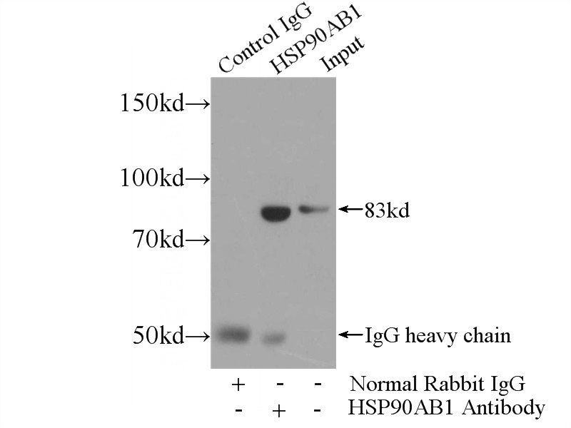 IP Result of anti-HSP90AB1 (IP:Catalog No:111571, 4ug; Detection:Catalog No:111571 1:700) with NIH/3T3 cells lysate 1200ug.