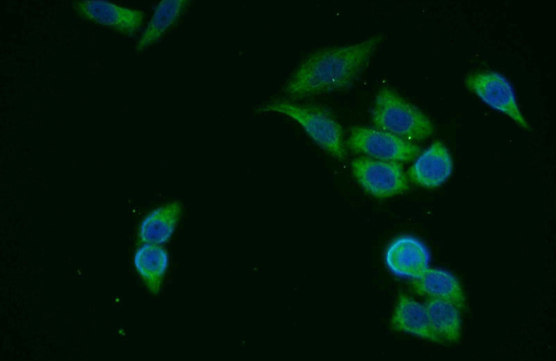 Immunofluorescent analysis of HeLa cells using Catalog No:110519(FANCG Antibody) at dilution of 1:25 and Alexa Fluor 488-congugated AffiniPure Goat Anti-Rabbit IgG(H+L)