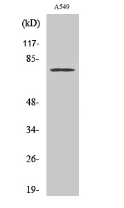 Western Blot analysis of COx-2 in A549 cells using Cox-2 Polyclonal Antibody at dilution 1/2000