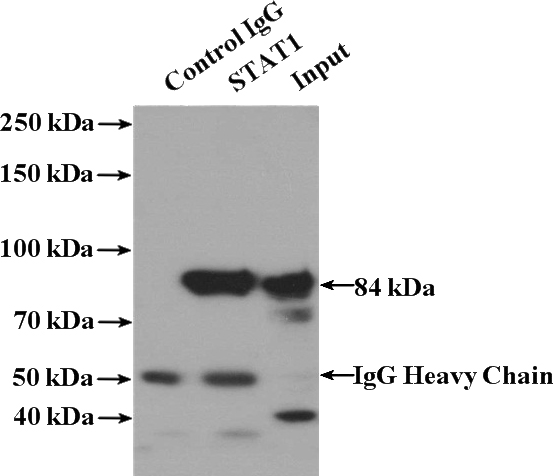 IP Result of anti-STAT1 (IP:Catalog No:115684, 4ug; Detection:Catalog No:115684 1:500) with PC-3 cells lysate 3200ug.