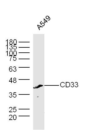 Fig2: Sample:; A549 Cell (Human) Lysate at 30 ug; Primary: Anti-CD33 at 1/300 dilution; Secondary: IRDye800CW Goat Anti-Rabbit IgG at 1/20000 dilution; Predicted band size: 40/37 kD; Observed band size: 40 kD