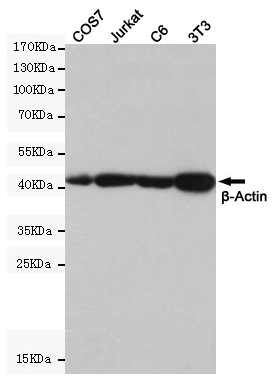 Western blot detection of beta actin in COS7,Jurkat,C6 and 3T3 cell lysates using beta actin mouse mAb (1:5000 diluted).Predicted band size:45KDa.Observed band size:45KDa.