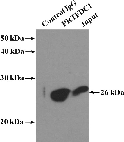 IP Result of anti-PRTFDC1 (IP:Catalog No:114282, 4ug; Detection:Catalog No:114282 1:600) with mouse brain tissue lysate 4000ug.