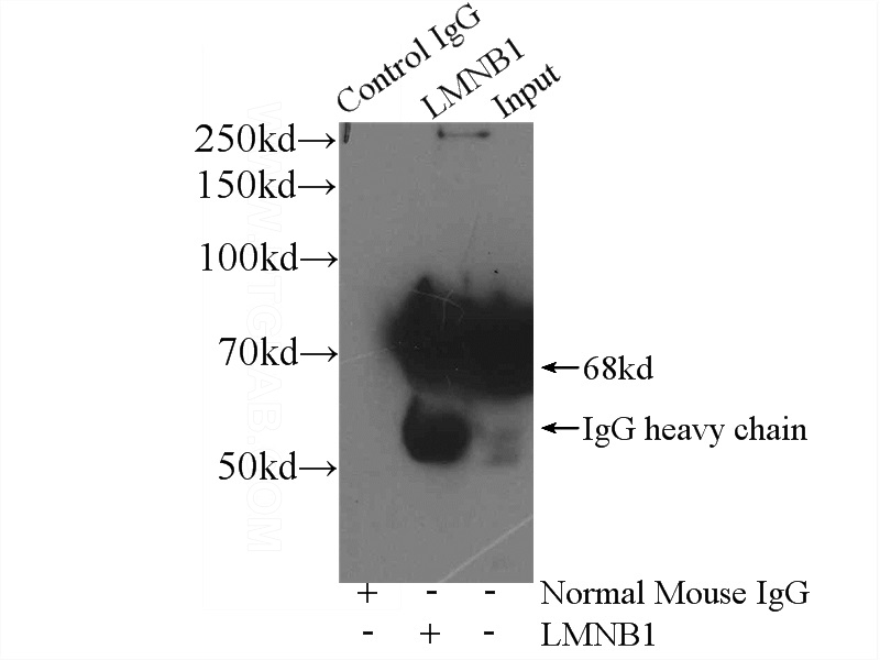 IP Result of anti-Lamin B1 (IP:Catalog No:117328, 4ug; Detection:Catalog No:117328 1:20000) with HeLa cells lysate 3560ug.
