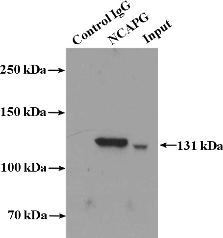 IP Result of anti-NCAPG (IP:Catalog No:113031, 4ug; Detection:Catalog No:113031 1:1000) with HEK-293 cells lysate 3200ug.