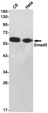 Western blot detection of Smad5 in C6,Hela cell lysates using Smad5 Rabbit pAb(1:1000 diluted).Predicted band size:52kDa.Observed band size:60kDa.