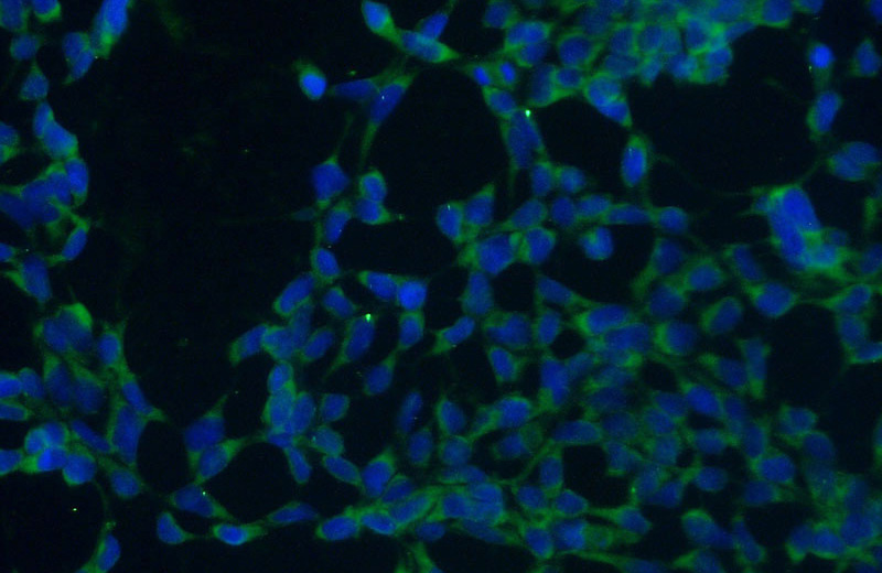 Immunofluorescent analysis of (-20oc Ethanol) fixed HEK-293 cells using Catalog No:116453(TXNDC9 Antibody) at dilution of 1:50 and Alexa Fluor 488-congugated AffiniPure Goat Anti-Rabbit IgG(H+L)
