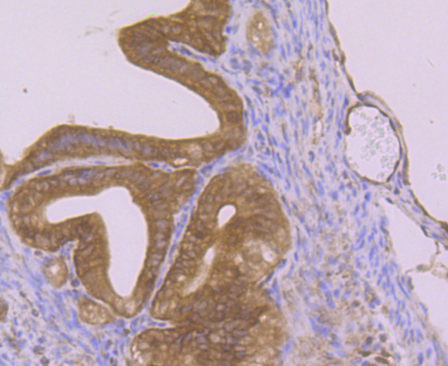 Fig9: Immunohistochemical analysis of paraffin-embedded mouse fallopian tubes tissue using anti-Nesprin 1 antibody. Counter stained with hematoxylin.