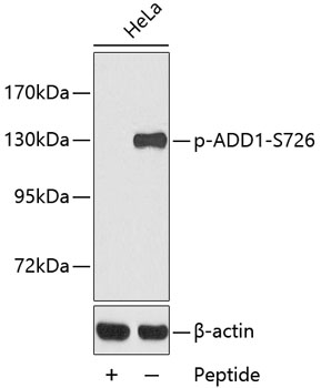 Western blot - Phospho-ADD1-S726 pAb 