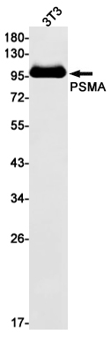 Western blot detection of PSMA in 3T3 cell lysates using PSMA Rabbit mAb(1:1000 diluted).Predicted band size:84kDa.Observed band size:100kDa.