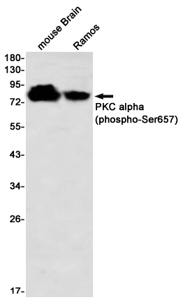 Western blot detection of PKC alpha (phospho-Ser657) in mouse Brain,Ramos using PKC alpha (phospho-Ser657) Rabbit mAb(1:1000 diluted)