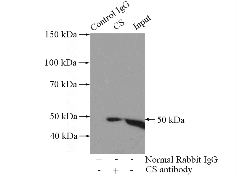 IP Result of anti-CS (IP:Catalog No:109325, 4ug; Detection:Catalog No:109325 1:1000) with mouse heart tissue lysate 3200ug.
