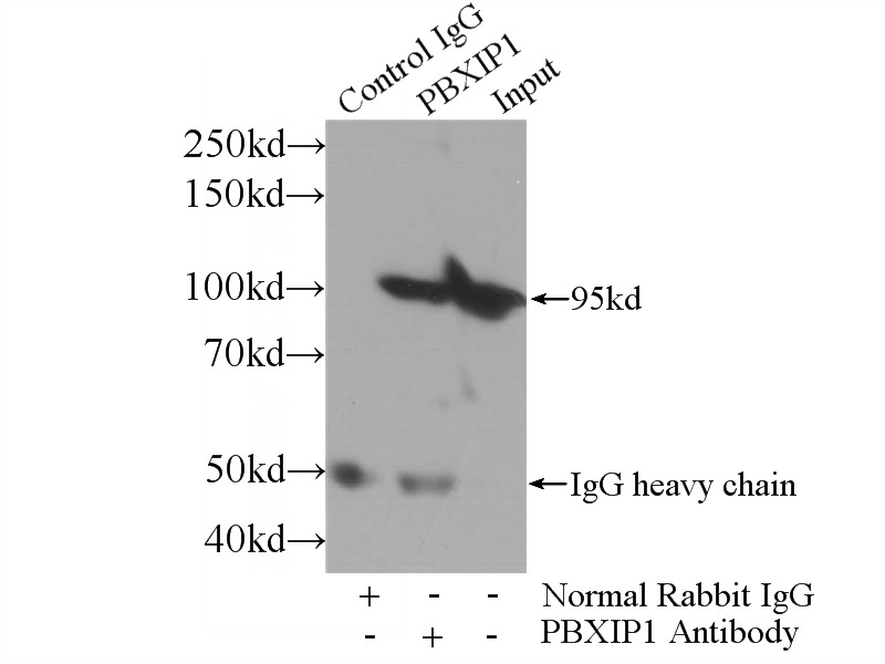 IP Result of anti-PBXIP1 (IP:Catalog No:113617, 3ug; Detection:Catalog No:113617 1:800) with HeLa cells lysate 3000ug.