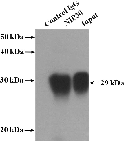IP Result of anti-NIP30 (IP:Catalog No:113186, 4ug; Detection:Catalog No:113186 1:500) with HeLa cells lysate 1080ug.