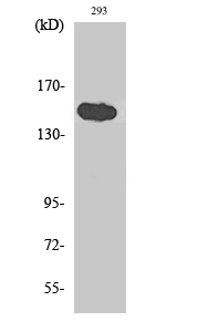 Fig1:; Western Blot analysis of various cells using TAB182 Polyclonal Antibody diluted at 1: 1000