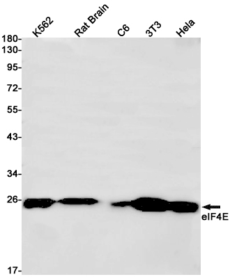 Western blot detection of eIF4E in K562,Rat Brain,C6,3T3,Hela cell lysates using eIF4E Rabbit pAb(1:1000 diluted).Predicted band size:25kDa.Observed band size:25kDa.
