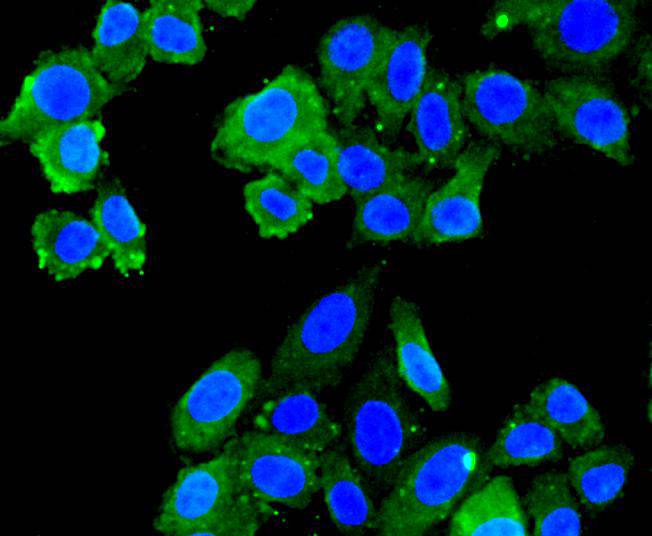 Fig3: Immunocytochemical staining of HepG2 cells using anti-FPR2 rabbit polyclonal antibody.
