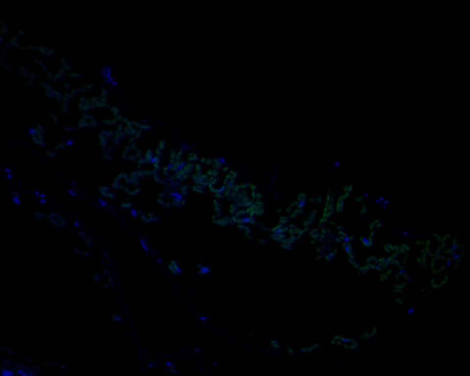 Fig1:; Immunofluorescence staining of paraffin- embedded A. thaliana using anti-AP-4 complex subunit mu rabbit polyclonal antibody.The section was pre-treated using heat mediated antigen retrieval with Tris-EDTA buffer (pH 9.0) for 20 minutes. The tissues were blocked in 10% negative goat serum for 1 hour at room temperature, washed with PBS, and then probed with AP-4 complex subunit mu antibody at 1/50 dilution for 10 hours at 4℃ and detected using Alexa Fluor® 488 conjugate-Goat anti-Rabbit IgG (H+L) Secondary Antibody at a dilution of 1:500 for 1 hour at room temperature.