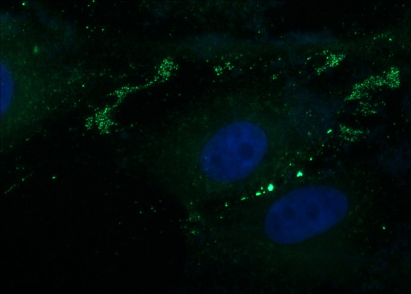 Immunofluorescent analysis of MDCK cells using Catalog No:113610(PXN Antibody) at dilution of 1:50 and Alexa Fluor 488-congugated AffiniPure Goat Anti-Rabbit IgG(H+L)