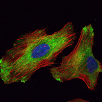 Immunofluorescence analysis of Hela cells using WIF1 mouse mAb (green). Red: Actin filaments have been labeled with Alexa Fluor-555 phalloidin.