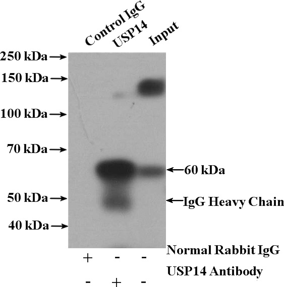 IP Result of anti-USP14 (IP:Catalog No:116591, 4ug; Detection:Catalog No:116591 1:1000) with mouse liver tissue lysate 4000ug.