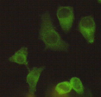 Immunocytochemistry staining of Hela using Eg5 mouse mAb (1:200).