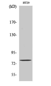Fig1:; Western Blot analysis of various cells using Eps8L1 Polyclonal Antibody