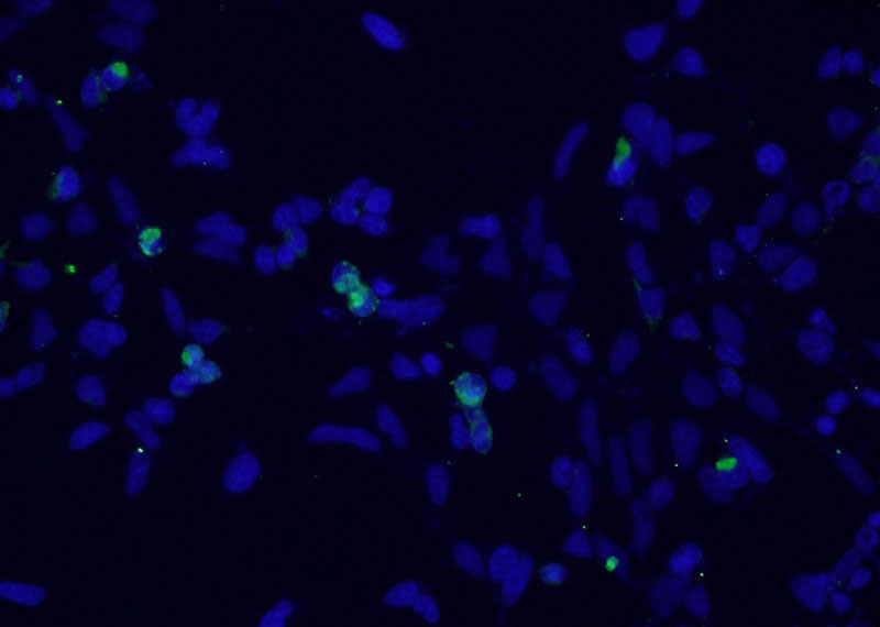 Immunofluorescent analysis of Transfected HEK-293 cells using Catalog No:117333(MYC-tag Antibody) at dilution of 1:25 and Alexa Fluor 488-congugated AffiniPure Goat Anti-Mouse IgG(H+L)