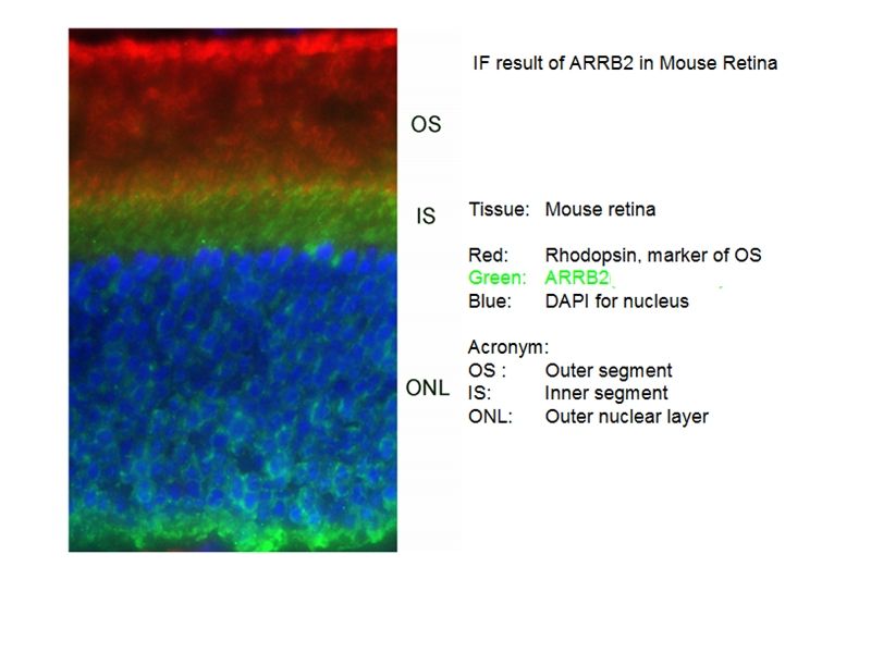 IF result of anti-ARRB2(Catalog No:117126) in Mouse Retina by Dr. Seongjin Seo. IS(Inner segment) Stain.