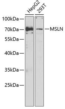 Western blot - MSLN Polyclonal Antibody 