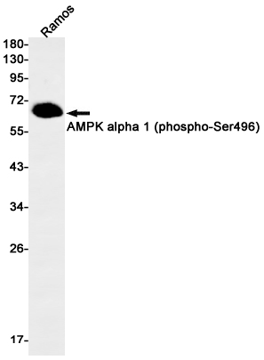 Western blot detection of AMPK alpha 1 (phospho-Ser496) in Ramos cell lysates using AMPK alpha 1 (phospho-Ser496) Rabbit mAb(1:1000 diluted).Predicted band size:64kDa.Observed band size:64kDa.