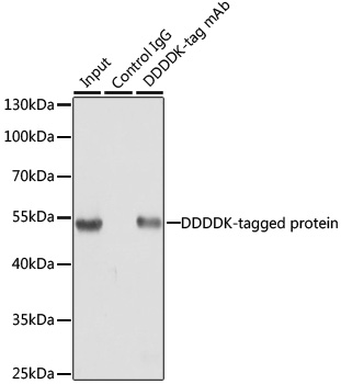 Immunoprecipitation - Rabbit anti DDDDK-Tag mAb 
