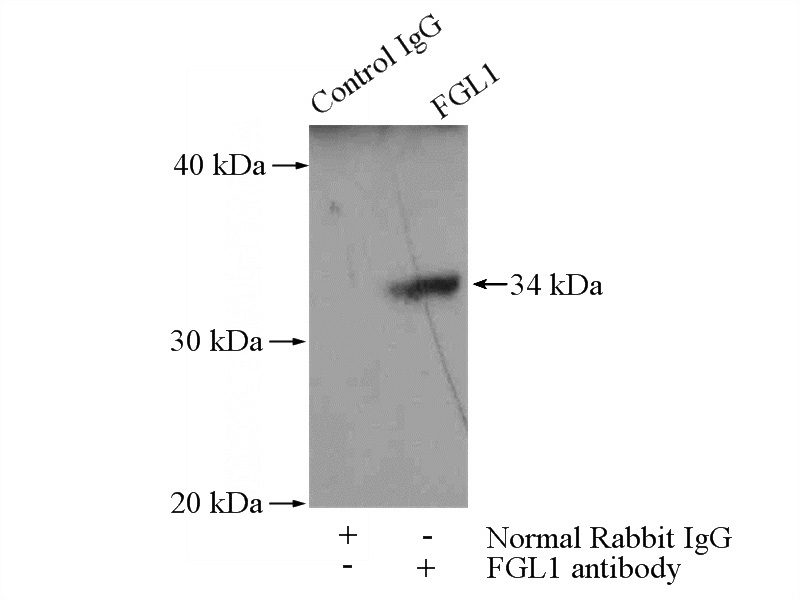 IP Result of anti-FGL1 (IP:Catalog No:110644, 4ug; Detection:Catalog No:110644 1:500) with HeLa cells lysate 2000ug.