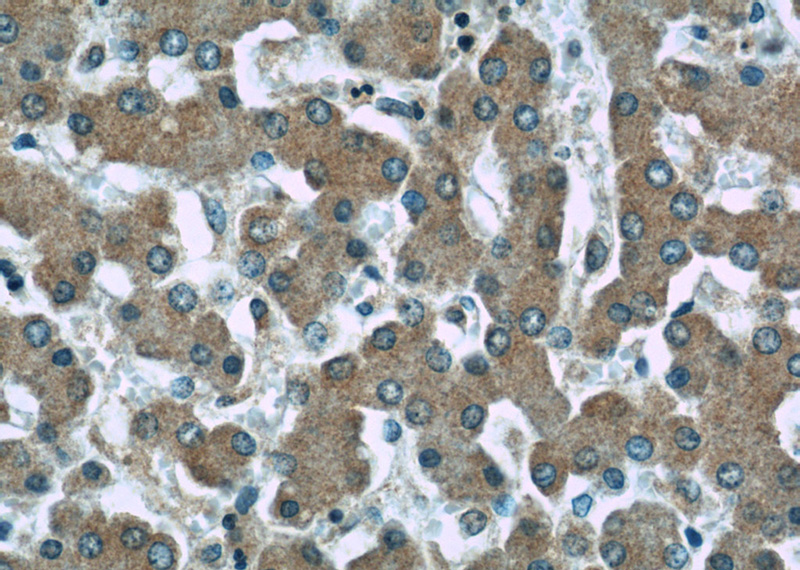 Immunohistochemistry of paraffin-embedded human liver slide using Catalog No:110373(ERP29 Antibody) at dilution of 1:50