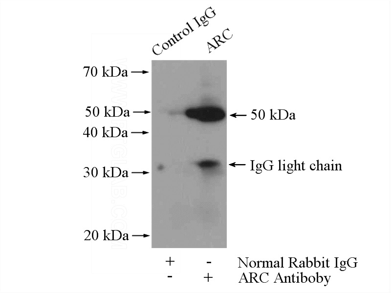 IP Result of anti-ARC (IP:Catalog No:108238, 4ug; Detection:Catalog No:108238 1:300) with mouse brain tissue lysate 4000ug.