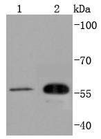 Fig1: Western blot analysis of CDC42EP1 on different lysates using anti-CDC42EP1 antibody at 1/1,000 dilution.; Positive control:; Lane 1: HUVEC; Lane 2: Hela