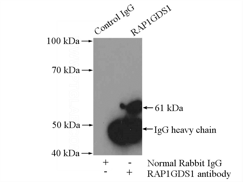 IP Result of anti-RAP1GDS1 (IP:Catalog No:114548, 3ug; Detection:Catalog No:114548 1:500) with mouse brain tissue lysate 4000ug.