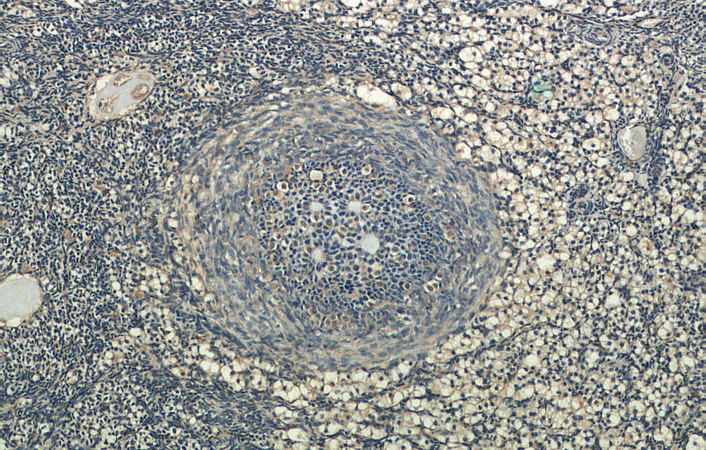 Immunohistochemical of paraffin-embedded human ovary using Catalog No:112299(LPAR4 antibody) at dilution of 1:50 (under 10x lens)