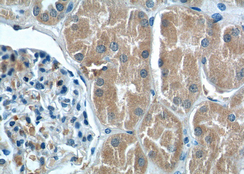 Immunohistochemistry of paraffin-embedded human kidney tissue slide using Catalog No:113730(PEX5 Antibody) at dilution of 1:200 (under 40x lens)