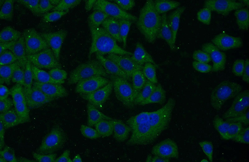 Immunofluorescent analysis of HepG2 cells using Catalog No:107569(Albumin Antibody) at dilution of 1:50 and Alexa Fluor 488-congugated AffiniPure Goat Anti-Mouse IgG(H+L)